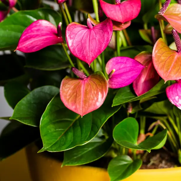Anthurium Starter Pack
