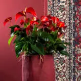 Anthurium Starter Pack Anthurium Starter Pack