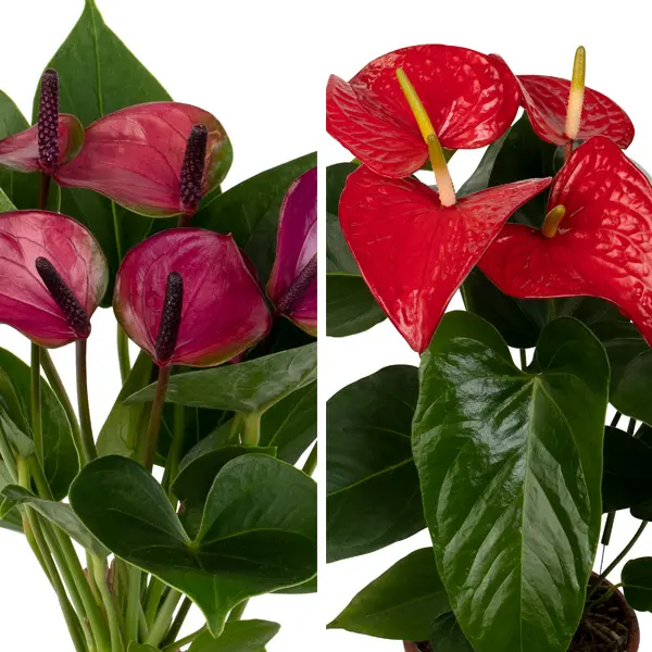 Anthurium Starter Pack