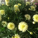 Argyranthemum Sampler Pack Argyranthemum Sampler Pack