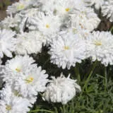 Argyranthemum Sampler Pack Argyranthemum Sampler Pack