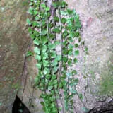 Asplenium Flabellifolium Necklace Fern By Poyt448 Cc0 Via Wiki P75aspnfe - Garden Express Australia