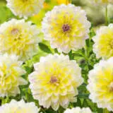 Dahlia Frangipani Pkdahfra - Garden Express Australia