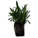 Dianthus Sprint Confetti Garden Dianthus Sprint Confetti Garden