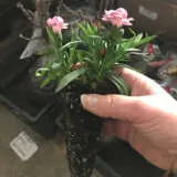 Dianthus Pink Burgundy Dianthus Pink Burgundy