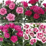 Dianthus Sprint Collection Coldiaspc - Garden Express Australia