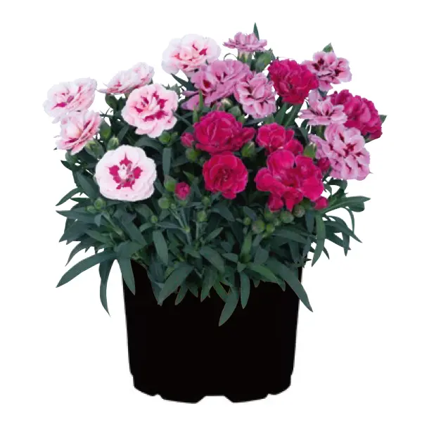 Dianthus Sprint Confetti Garden Dianthus Sprint Confetti Garden