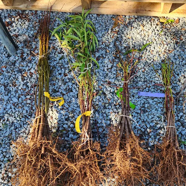 Plum Satsuma Plum Satsuma