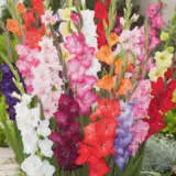 Summer Flowering Collection Summer Flowering Collection