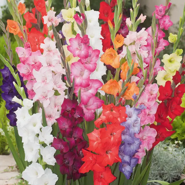 Summer Flowering Collection Summer Flowering Collection