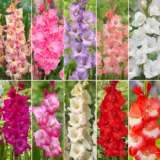 Gladioli Ultimate Col Colgluco 2025 - Garden Express Australia