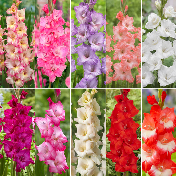 Gladioli Ultimate Collection