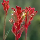 Kangaroo Paw Bush Gems Collection Kangaroo Paw Bush Gems Collection