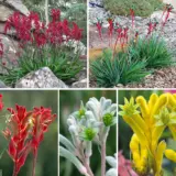 Kangaroo Paw Bush Gems Collection Spr2025 Colkpabgc - Garden Express Australia
