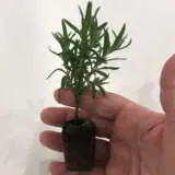 Lavender La Diva Berry Beautiful Collection Lavender La Diva Berry Beautiful Collection