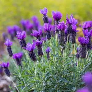 Lavender Varieties For Bee-Friendly Borders Lavinnova Lavender Purple Reign P14lavpre - Garden Express Australia