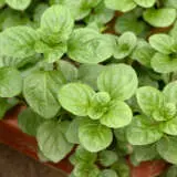 Mint- Eau De Cologne Mint- Eau De Cologne