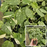 Monstera Thai Constellation Lplmontco - Garden Express Australia