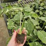 Monstera Thai Constellation Starter Plant Monstera Thai Constellation Starter Plant