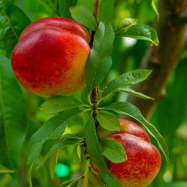 Nectarine Sunraycer- Low Chill