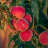 Peach Florda Prince Trepeafpr - Garden Express Australia