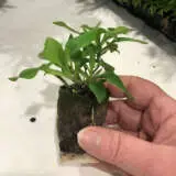 Princess Lily Starter Pack – Traditional Collection Princess Lily Starter Pack – Traditional Collection