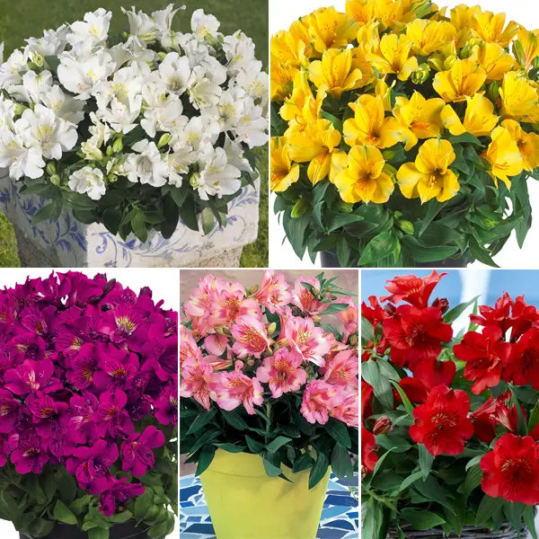 Princess Lily Starter Pack – Traditional Collection Princess Lily Starter Pack – Traditional Collection