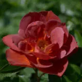 Rose Espresso Rose Espresso