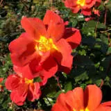 Rose Espresso Rose Espresso