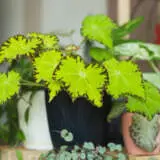 Begonia Party Dress P68begpdr - Garden Express Australia