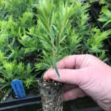 Starter Pack – Callistemon Dawson River Weeper Starter Pack – Callistemon Dawson River Weeper