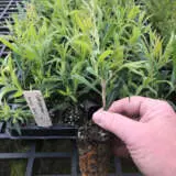 Starter Pack – Callistemon Kings Park Special Starter Pack – Callistemon Kings Park Special