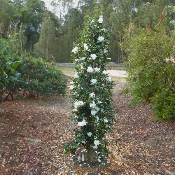 Camellia Slimline Avalanche (pbr)