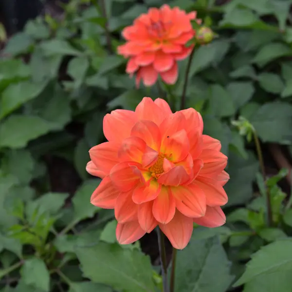 Dahlia Dalina Mango