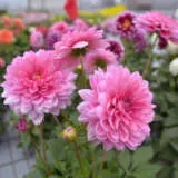 Dahlia Dalina Mendoza P75dahdmz - Garden Express Australia