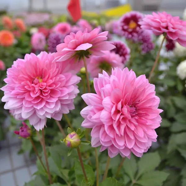 Dahlia Dalina Mendoza Dahlia Dalina Mendoza