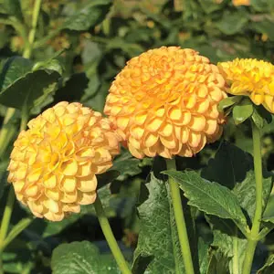 Dahlia Pop Willow Dahlia Pop Willow