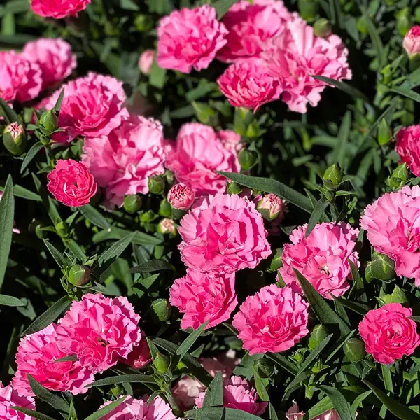Dianthus Rose Joy Dianthus Rose Joy