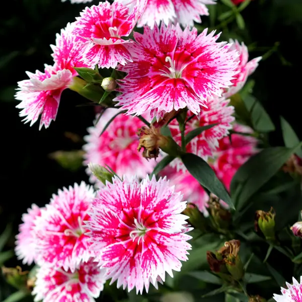 Dianthus White Fire Dianthus White Fire