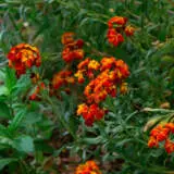 Erysimum Fire King P68eryfki - Garden Express Australia