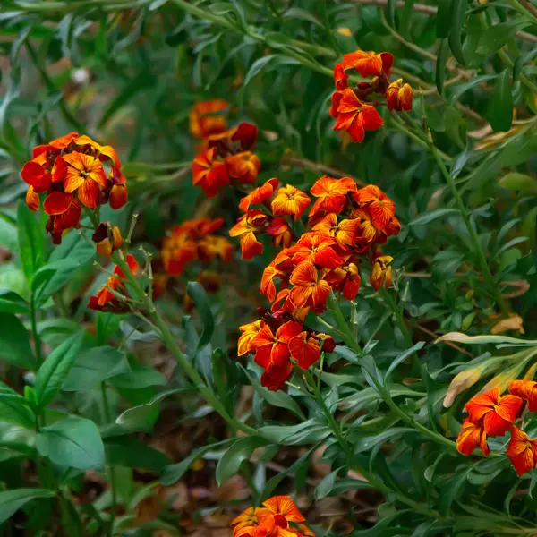 Erysimum Fire King Erysimum Fire King