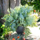 Fern- Phlebodium Davana (pbr) Fern- Phlebodium Davana (pbr)