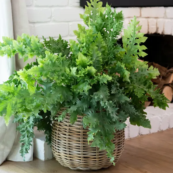 Fern- Phlebodium Davana (pbr) Fern- Phlebodium Davana (pbr)