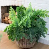 Fern- Phlebodium Davana (pbr) Fern- Phlebodium Davana (pbr)