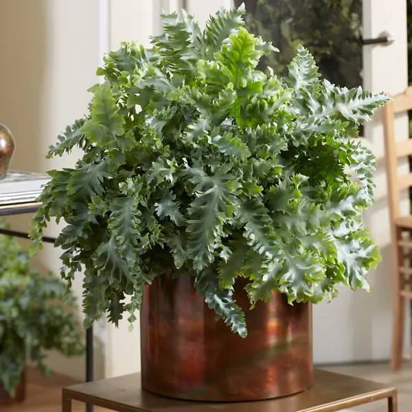 Fern- Phlebodium Davana (pbr) Fern- Phlebodium Davana (pbr)