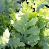 Fern- Phlebodium Davana (pbr) Fern- Phlebodium Davana (pbr)