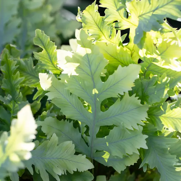 Fern- Phlebodium Davana (pbr) Fern- Phlebodium Davana (pbr)