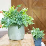 Fern- Phlebodium Davana (pbr) Fern- Phlebodium Davana (pbr)