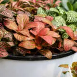 Fittonia Orange P68fitora - Garden Express Australia