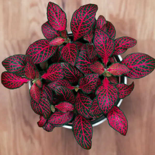Fittonia Red